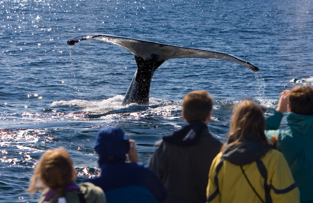 Dolphin and Whale Watching in Belmar, NJ on thee Katie H Sportfishing Charter
